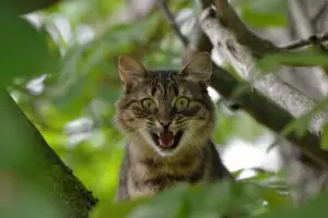cat, aggression, emotions, pet, fear, astonishment, nature, anger, animal